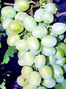 фото Галахад виноград