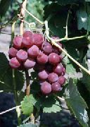 фото Гуна виноград