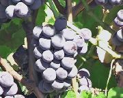 фото Изабелла крупноплодная виноград