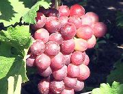 фото Кардинал устойчивый виноград