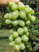 фото Миллениум виноград