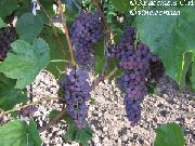 фото Прима сидлис виноград