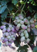 фото Розовый Тимур  виноград
