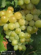 фото Русбол мускатный виноград