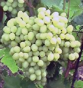 фото Русбол улучшенный (Эльф) виноград