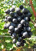 фото Мариновский виноград