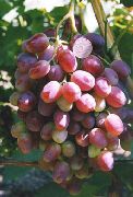 фото Шахиня Ирана (Слава Молдавии) виноград
