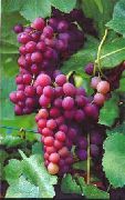 фото Эйнсет сидлис виноград