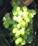 фото Юбилей Платова виноград