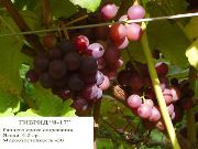 фото Минский розовый виноград