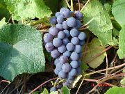 фото Левокумский устойчивый виноград