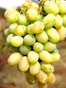 фото Сашенька виноград