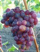 фото Импульс виноград