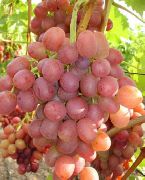фото Ливия виноград