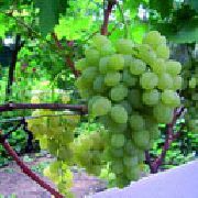 фото Восторг овальный  виноград
