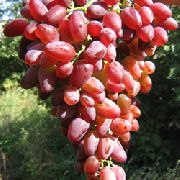 фото ЗОС-2  виноград