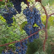 фото Северный плечистик виноград