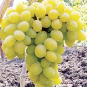 фото Феномен (Плевен устойчивый) виноград