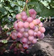 фото Мальвина виноград