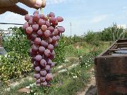 фото Кишмиш Аксайский виноград
