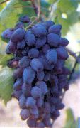 фото Алма-Ата 9 виноград