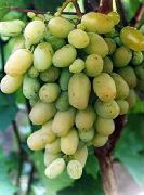 фото Бежевый виноград
