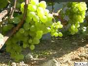 фото Белое чудо виноград