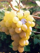 фото Виагра виноград