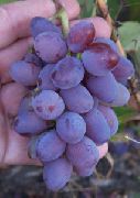 фото Сувенирный виноград