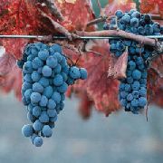 фото Каберне Северное виноград