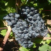 фото Цимлянский черный виноград