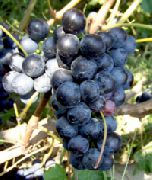 фото Сенсо (Бычий глаз) виноград
