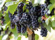фото Молдова виноград