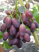 фото Ягуар виноград