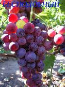 фото Бесподобный  виноград