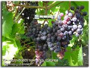 фото Кишмиш уникальный виноград