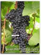 фото Память Домбковской виноград