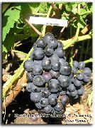 фото Пино черный виноград