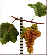 фото Платовский виноград