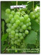фото Тамбовский белый виноград