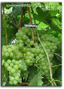 фото Хрустальный виноград
