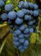 фото Башкирский ранний виноград