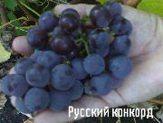 фото Русский конкорд виноград