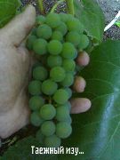 фото Таёжный изумруд виноград