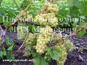 фото Украина виноград
