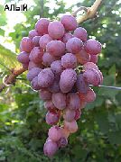 фото Алый виноград