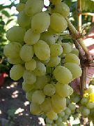 фото Элегант сверхранний виноград