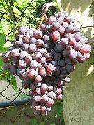 фото Киш-миш Запорожский виноград