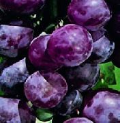 фото Браза-1 виноград