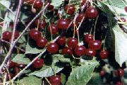 фото Уральская рубиновая (Рубиновая) вишни